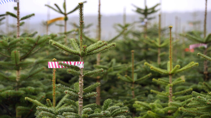 Christbäume